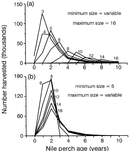 Figure 2. Length-at-age curve for Nile perch from Lake Victoria (from Hughes 1992) and associated average size and age vulnerable to gill nets of various mesh sizes ranging from 3 to 16 inches (�).