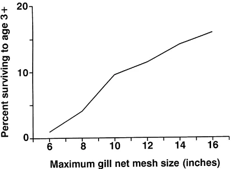 Figure 6. Percentage of the original cohort of 106 Nile perch that would survive to maturity (85 cm length) if the minimum mesh size was set at 5 inches and the maximum mesh size varied between 6 and 16 inches