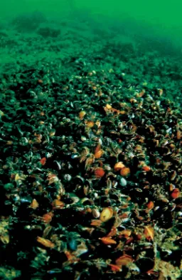 Figure 2. An example of reef effects. Blue mussels that havecolonized a monopile at a wind power farm in the Strait of Kalmar,central Baltic Sea.