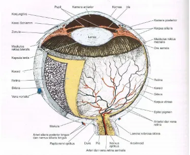 Gambar 2.1. Anatomi Mata (Luiz Carlos Junquirea, 2007) 