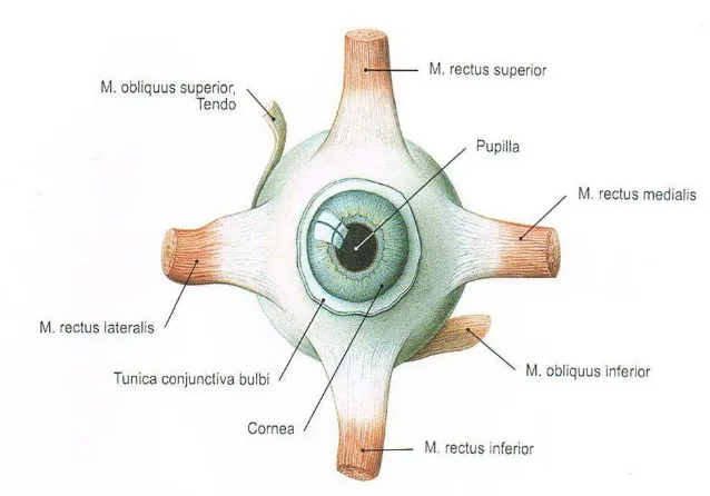 Gambar 2.2. Otot Penggerak Bola Mata (R. Puutz & R. Pabst, 2007) 