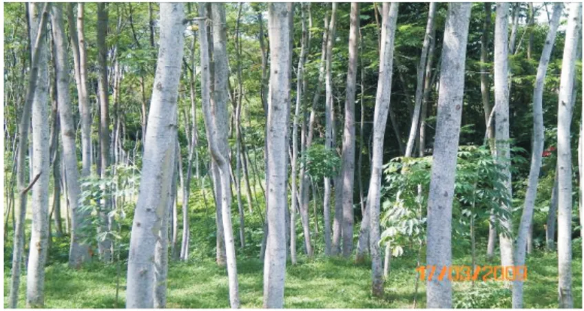 Gambar 4.  Hutan rakyat sengon Figure 4.  Community forest of  sengon