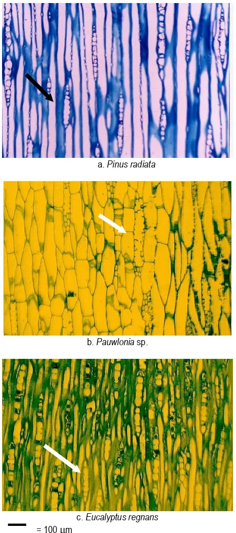 Figure 1. Tangential surfaces of Pinus radiata  (a), Pauwlonia sp. (b) and Eucalyptus regnans (c) that have been microwaved