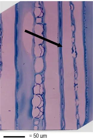Figure 2. Broken pit is shown in tangential surface of microwaved Pinus radiata 
