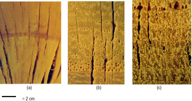 Figure 4. Radially checks that happen in microwaved Pinus radiata (a), Pauwlonia sp. (b) and Eucalyptus regnans (c)