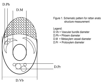 Figure 1. Schematic pattern for rattan anatomical                  structure measurement 