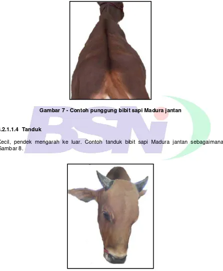 Gambar 8 - Contoh tanduk bibit sapi Madura jantan 