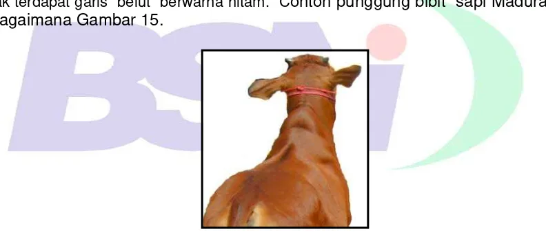 Gambar 15 - Contoh punggung bibit sapi Madura betina 