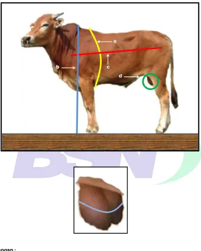 Gambar 17 - Visualisasi cara pengukuran tubuh dan skrotum sapi Madura  