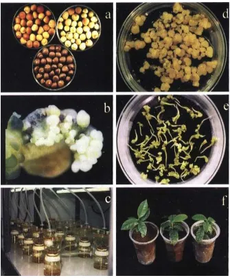 Figure l a-f Somatic embryogenesis and plant regeneration in Camellia sinensis (L.), variety Yabukita (a) Moderately mature tea seeds, upper left; (b) Primary somatic embryos developing on cotyledon tissue; (c) Temporary irmnersion system; (d) Synchronized