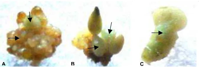 Gambar 4.  Uji ekspresi gen GUS   hasil transformasi kopi robusta. (A) kalus 3 hari setelah transformasi, (B) kalus yang tumbuh pada medium seleksi dan (C) ES fase kotiledon