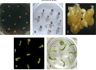 Gambar 2. Perkembangan eksplan kalus kopi  robusta   hasil  transformasi. (A) kalus  embriogenik                   3 hari setelah transformasi, (B) kalus yang tidak tumbuh di medium seleksi yang mengandung higromisin 25 mg/L, (C) kalus transforman yang mem