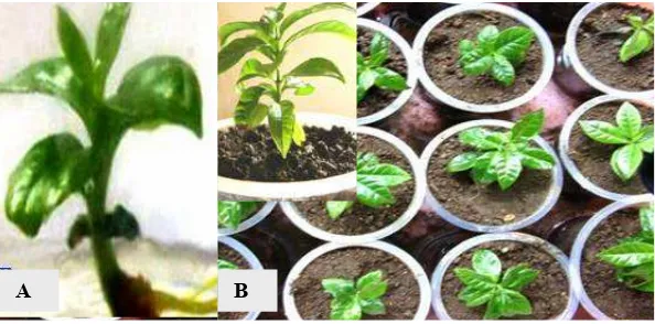 Gambar 2. (A)Planlet kopi arabika, dan (B) tahapan  aklimatisasi, insert: tanaman           kopi dirumah kaca