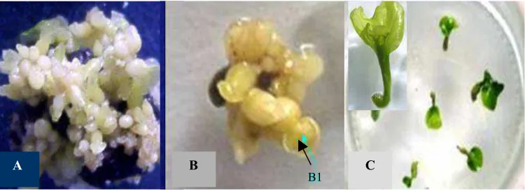 Gambar 1.  Perkembangan pembentukan dan regenerasi embrio somatik (ES), (A) ES primer, (B) ES    sekunder, (B1)-kotiledon muda, (C) ES pada tahapan perkecambahan, insert: kotiledon yang sudah berkembang