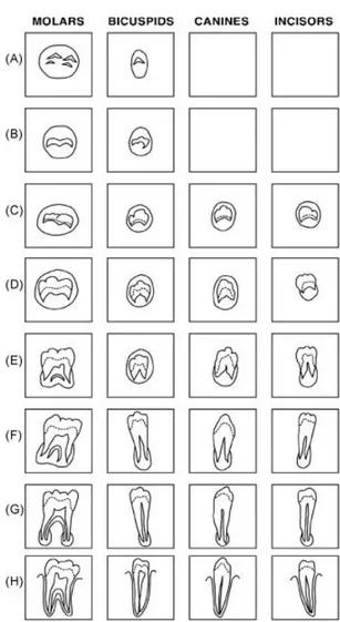 Tablica 2. Vrijednosti stupnja razvitka pojedine vrste zuba po Demirjianovoj procjeni 