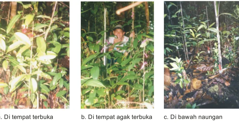 Gambar 1. PermudaanalamraminditapakbekastebanganSungaiMendawakKabupaten Sanggau. Foto: Muin (2000).