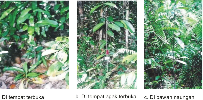 Gambar 3.Tanaman ramin di tapak bekas tebangan hutan rawa gambut umur18 bulan.