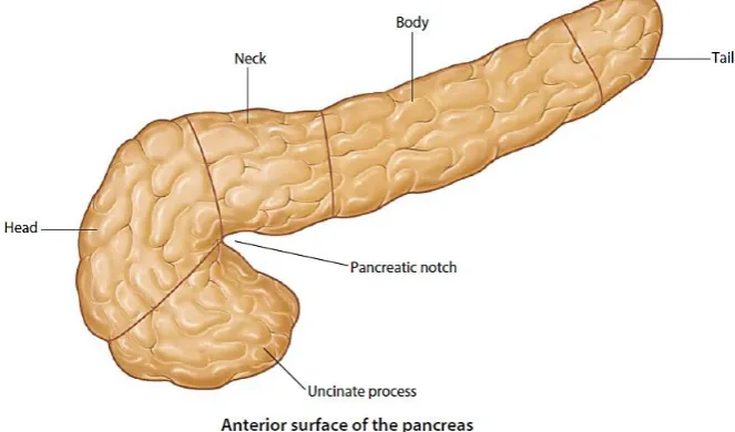 Gambar 2.1. Anatomi Pankreas (Drake et al., 2015) 