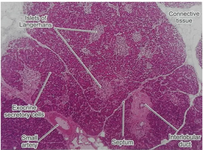 Gambar 2.2 Struktur Histologi Pankreas dengan Pewarnaan    Hematoksilin & Eosin. Perbesaran 39x (Cui, 2011)