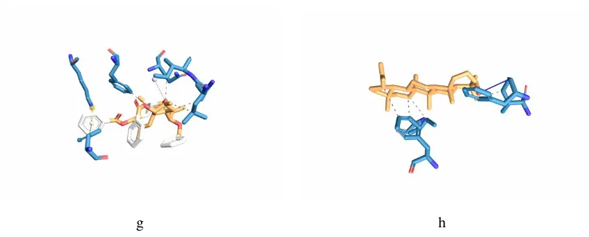 Gambar 2. Hasil interaksi molecular dockingantara (g) senyawa Euphohelionone (Patikan Kebo) terhadap protein 5MTP, dan (h) senyawa Lupeol (patikan kebo) terhadap protein 5MTR