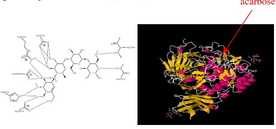 Gambar 1.1. (a) interaksi antara alfa glukosidase dari gula bit dengan acarbose, (b) Struktur sekunder dari interaksi antara alfa glukosidase dari gula bit dengan acarbose 