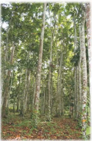 Gambar 4. Tegakan di Wanariset Anggresi