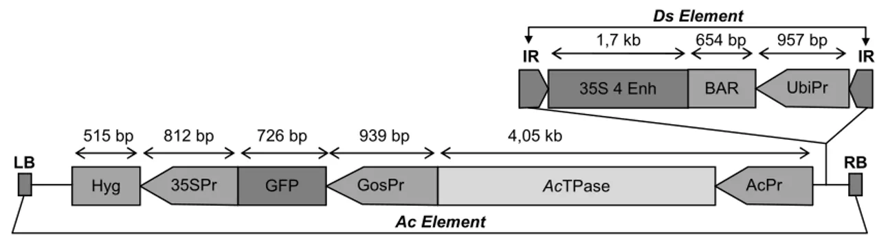 Gambar 1 . Posisi elemen Ac dan elemen Ds dalam plasmid (Trijatmiko et al., 2005). 