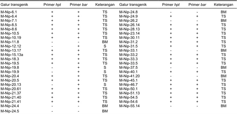 Tabel 3.   Hasil amplifikasi PCR galu-galur transgenik padi mutan penanda aktivasi cv