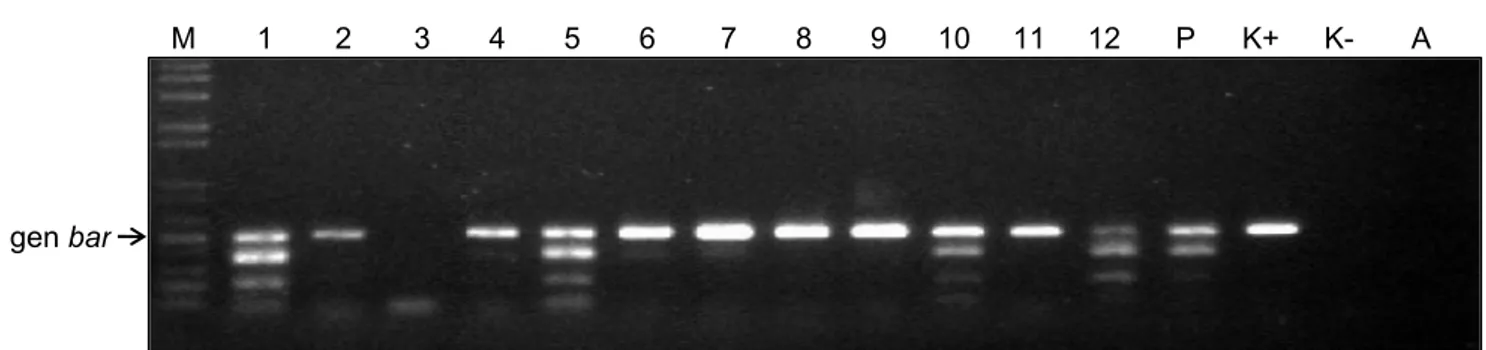 Gambar 3 .  Hasil amplifikasi PCR beberapa galur padi mutan penanda aktivasi cv. Nipponbare menggunakan primer bar