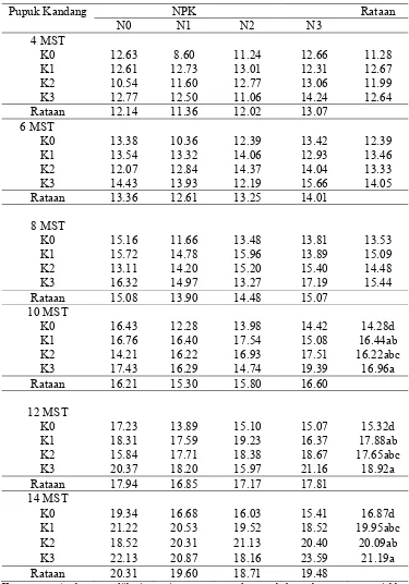 Tabel 2.Rataan tinggi bibit (cm) pada berbagai perlakuan Pupuk kandang kelinci dan pupuk NPK (16:16:16) umur 4-14 MST