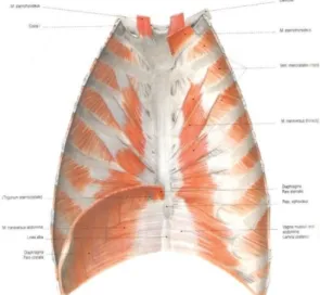 Gambar 3. Diafragma dan otot-otot dinding  poisterior abdomen