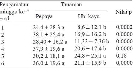 Tabel  1. Kelimpahan populasi Paracoccus marginatus di Rancabungur dan Bubulak