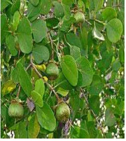 Gambar 4: Mangrove perepat yang sedang menghasilkan buah Sumber: Internet 