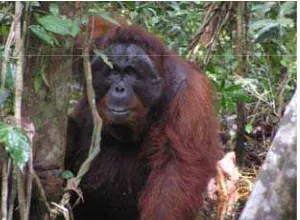 Gambar 1.  Distribusi Orangutan di Dunia