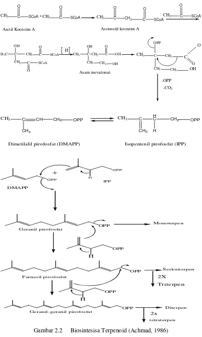 Gambar 2.2 Biosintesisa Terpenoid (Achmad, 1986) 