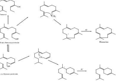 Gambar 2.4 Reaksi biogenetik beberapa seskuiterpena 