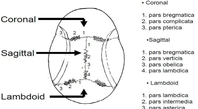 Gambar 2.1 Sutura sagittal, coronal dan lambdoid. 