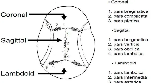 Gambar 2.1 Sutura sagittal, coronal dan lambdoid. 
