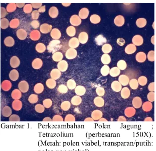 Gambar 1.  Perkecambahan  Polen  Jagung  ;  Tetrazolium  (perbesaran  150X).  (Merah: polen viabel, transparan/putih:  polen non viabel) 