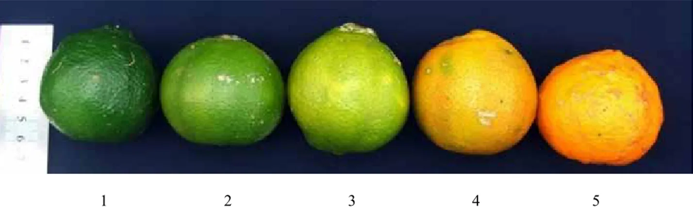 Gambar 1.  Gradasi warna kulit buah jeruk JC lima tingkat kemasakan buah (Fruit skin color gradation  on JC citrus on five fruit maturity levels)