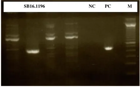 Gambar 5. Hasil positif pemeriksaan HPIV-3 sampel SB16.1196 NC: Negative control  PC: Positive control M: Marker 