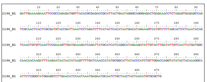 Gambar 6. Hasil sekuensing sampel SB16.1196 