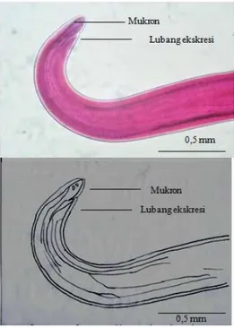 Gambar  1.  Larva  Anisakis  simplex  stadium tiga bagian anterior.  Keterangan  :  bagian  anterior  L3  Anisakis 