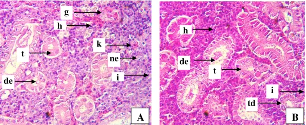 Gambar 2 .  Histopatologi Ginjal Ikan Gurami (O. gouramy) dengan Pewarnaan H-E  (Perbesaran 400x)