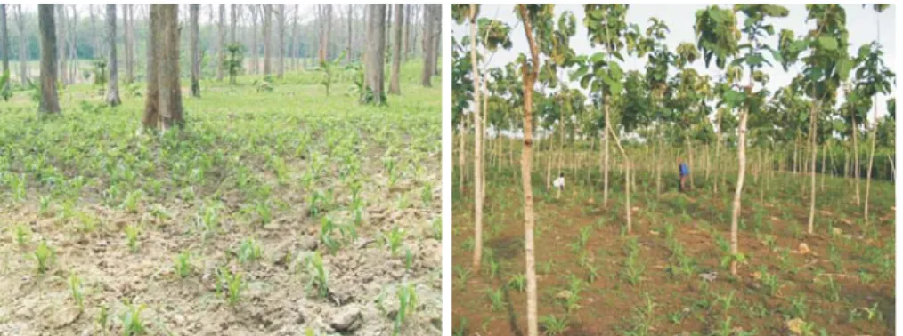 Figure Teak forest intercropping young