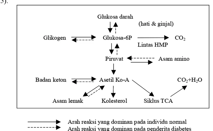 Gambar 1.  Metabolisme glukosa pada individu normal dan penderita diabetes (Handoko dan Suharto, 1995)  