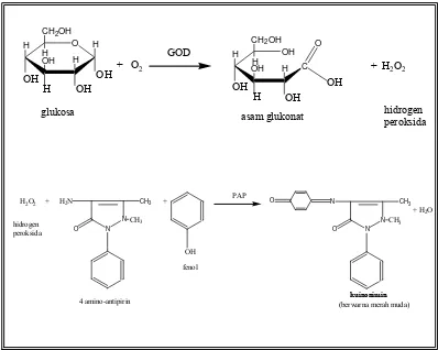 Gambar 6.  Reaksi enzimatik antara glukosa dan reagen GOD-PAP (DiaSys, 2006)  