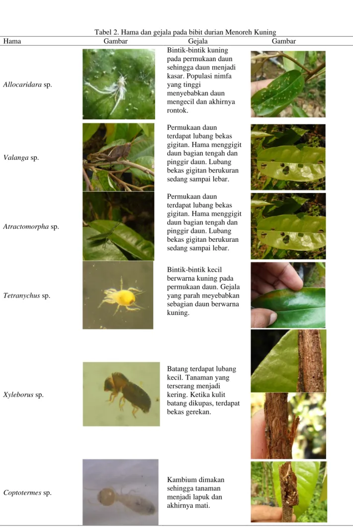 Tabel 2. Hama dan gejala pada bibit durian Menoreh Kuning 