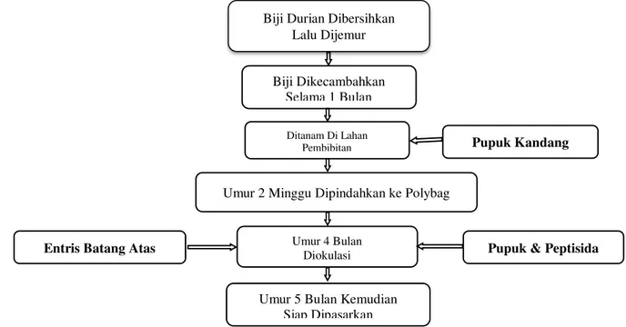 Gambar 2. Diagram alir pembibitan durian unggul lokal Palopo 