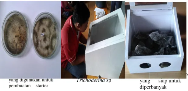 Gambar 2.  Perbanyakan Trichoderma sp yang dilakukan bersama kelompok tani  Pada kegiatan ini petani  dilatih untuk  mampu  membuat  starter  Trichoderma sp  dari  biang  yang  sudah  disediakan